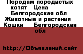 Породам породистых котят › Цена ­ 1 500 - Белгородская обл. Животные и растения » Кошки   . Белгородская обл.